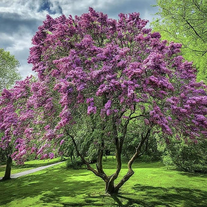 Seeds In A Cup- Tree Growing Kit (Lilac)- Plastic Planter