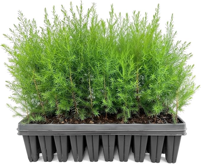 Southern Red Cedar | 3 Live Plants | Juniperus Virginiana Silicicola | Fast Growing Evergreen Hardy Trees