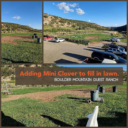 Micro Clover Seed for Lawn - 25 Lb Bulk - ~10 Million Microclover Seeds for Planting - Drought-Tolerant Mini Grass Alternative by Mountain Valley Seed Company