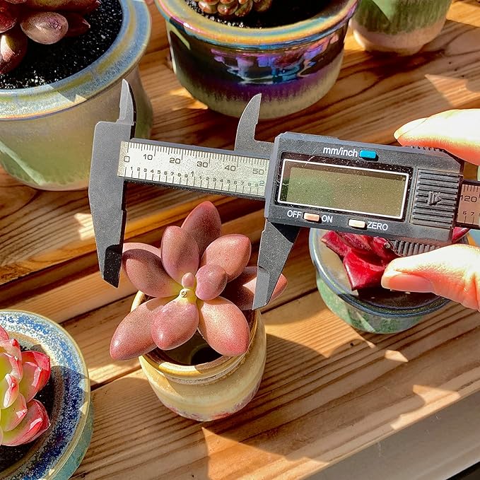 FWPP Live Succulents Plants Pachyveria Sugar Beauty 2 inches,Rare red Succulents Bare Root Without Pot Soil, Live Plants Indoor Office Decoration Wedding and Gift