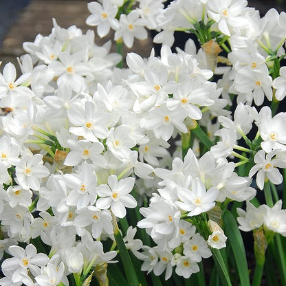 Easy to Grow Narcissus Paperwhite 'Ariel' Plant Bulbs (10 Pack) - Large Flower Bulbs for Indoor Forcing at Home, Fragrant Holiday Blooms