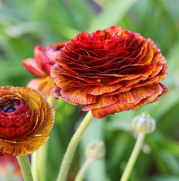 Easy to Grow Ranunculus Tecolote Cafe 10 Plant Bulbs - Unique Bronze, Red & Yellow Flowers in Spring Full Sun Outdoor Zones 8-10, Mediterranean Carlsbad Flower Fields