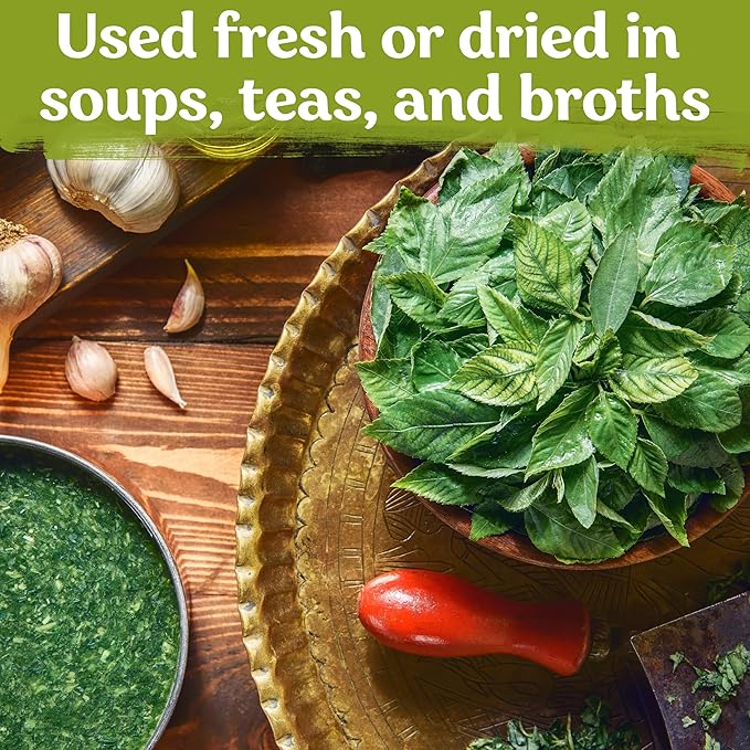 KVITER 3000 Egyptian Spinach Seeds - Molokhia (Corchorus Olitorius) – Jute Leaves, Ewedu, Rau Day, Saluyot Vegetable Seed – Non GMO & Heirloom Vegetable Seeds for Planting Outdoors & Indoors