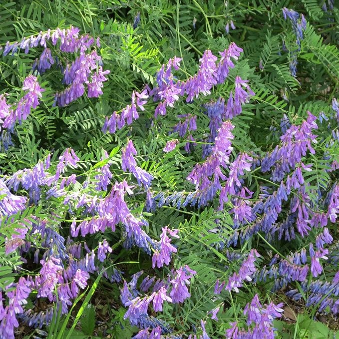 Outsidepride Hairy Vetch Cover Crop Seeds - 5 Lbs Cold Tolerant, Winter Hardy - Ideal for Soil Improvement, Green Pasture, Hay & Livestock Forage - Pollinator Friendly Garden Seeds, Ground Cover