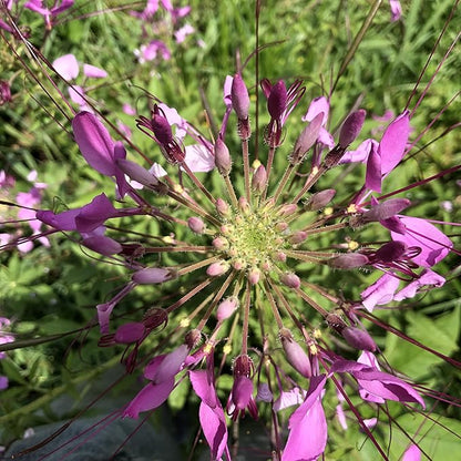 Spider Flower Seeds (Cleome hassleriana) 1000 Seeds (2 Grams)