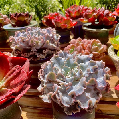 FWPP Echeveria 'Crispate Beauty' Live Succulent 3.5 Inch Potted Plant, Easy Care Indoor Houseplant, Real Succulent Gift for Home or Office Decor