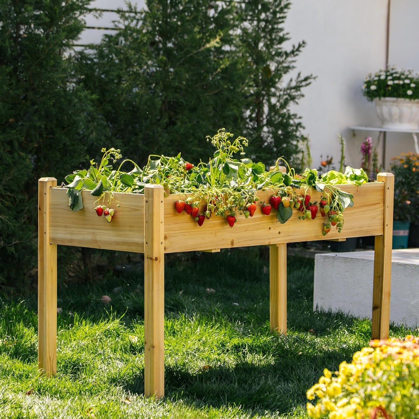 Premium Fir Wooden Raised Garden Bed with Four Legs for Backyard and Balcony Gardening,Suitable for Indoor and Outdoor use,49.5''×23.5''×30''