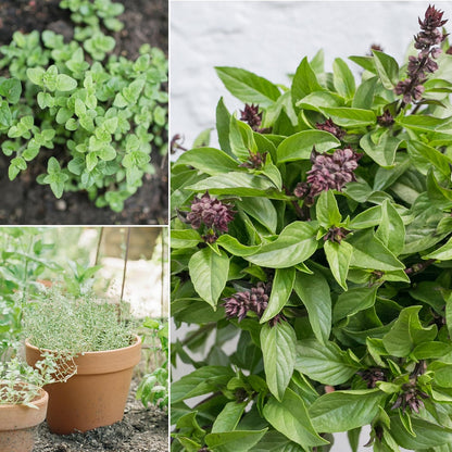 Sereniseed Certified Organic Herb Seeds (15-Pack) – Non GMO, Heirloom – Seed Starting Video