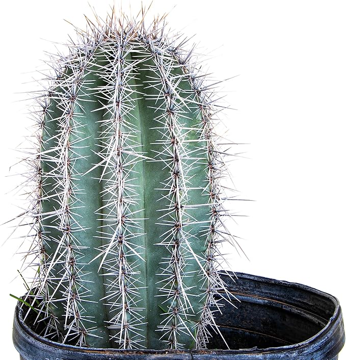 Cactus Outlet - Live Saguaro Cactus, Cactus Plants Live, Large Outdoor Live Cactus 3’