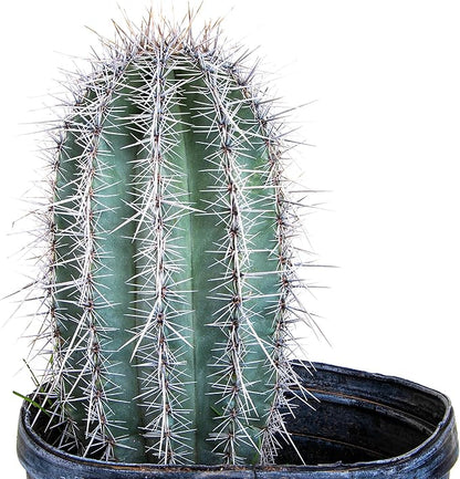 Cactus Outlet - Live Saguaro Cactus, Cactus Plants Live, 2’ - Live Plants Indoor & Outdoor Use, Rare Large Live Cactus - Landscape Ready Large Cactus Plant Live Delivered Right to Your Door