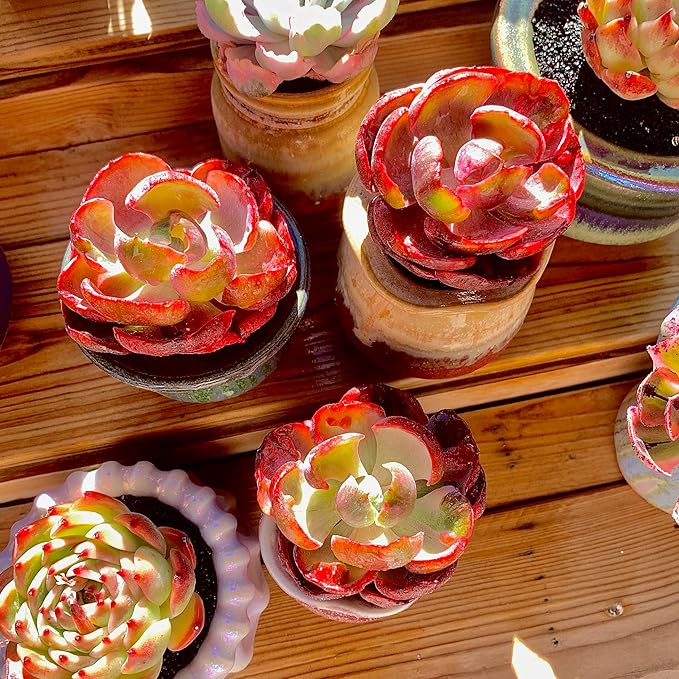 FWPP Cotyledon orbiculata ‘Variegated Heart of Moon’Live Succulent Plant in 2 Inch Pot, Red-Edged Variegated Leaves, Fully Rooted Easy Care Houseplant, Great Gift for Plant Lovers & Indoor Decor