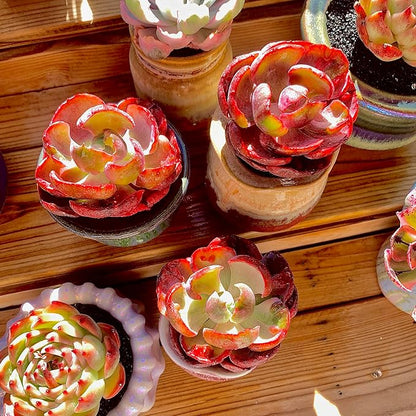 FWPP Cotyledon orbiculata ‘Variegated Heart of Moon’Live Succulent Plant in 2 Inch Pot, Red-Edged Variegated Leaves, Fully Rooted Easy Care Houseplant, Great Gift for Plant Lovers & Indoor Decor