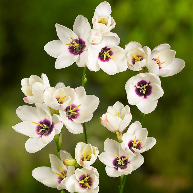 Easy to Grow Ixia 'Magic Wand Mix' Plant Bulbs (80 Pack) - Colorful Mix Flowering Blooms in Spring to Summer Gardens