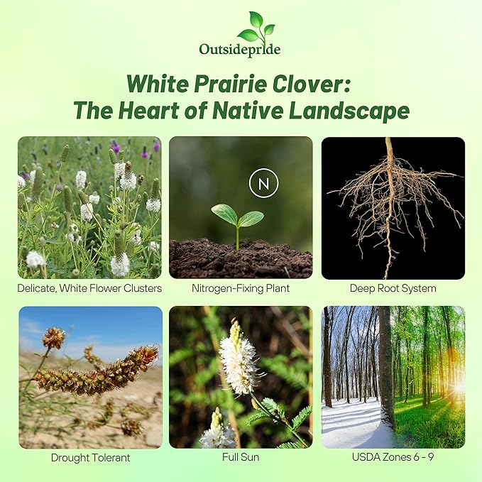 Outsidepride White Prairie Clover Seeds - 1000 Pcs Perennial Seeds for Planting, Easy to Grow, Drought & Heat Tolerant, High Protein Forage for Livestock, Ideal for Meadow Gardens, & Xeriscaping