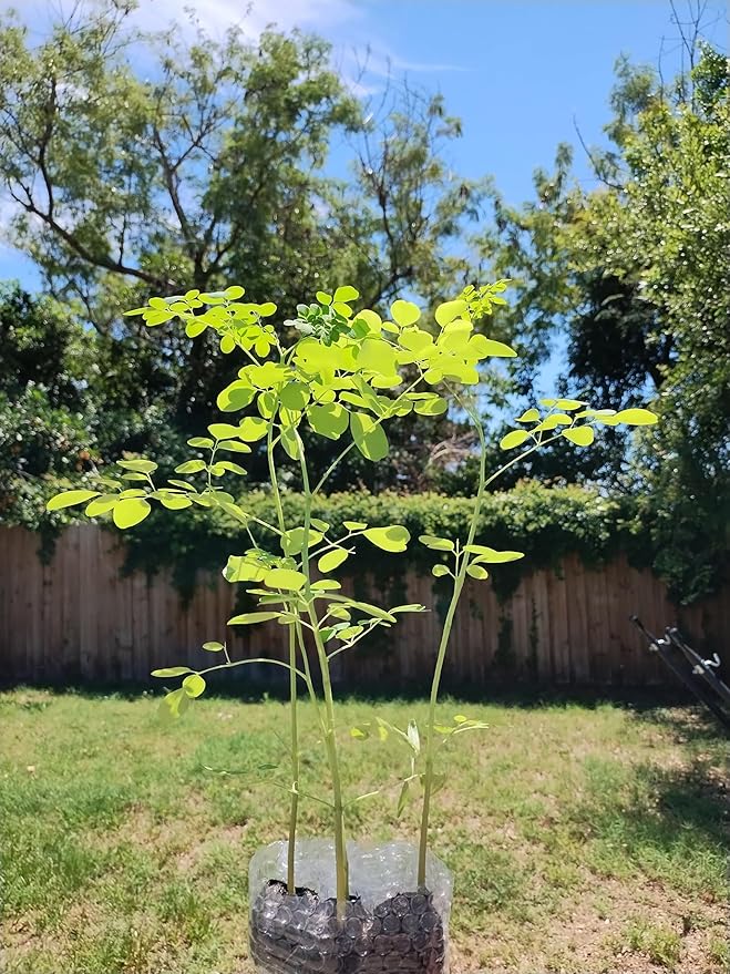 3 Moringa Plants with Free Moringa Seeds - Live Moringa Tree - Moringa Oleifera Plant - Moringa Tree - Drumstick Tree - Miracle Tree - Established Roots - Non-GMO - Organic - Moringa Plants - Herbs