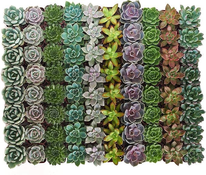 Shop Succulents Rosette Succulent Plant Pack Bulk Collection - Live Mini Succulent Plants, Low Maintenance, Floral Shaped Mix of Colors & Textures - Wedding and Party Favors, Gift & Garden, Pack of 40