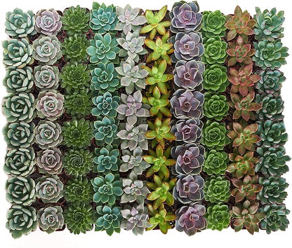 Shop Succulents Rosette Succulent Plant Pack Bulk Collection, Live Mini Succulent Plants, Low Maintenance, Floral Shaped Mix of Colors & Textures - Wedding and Party Favors, Gift & Garden, Pack of 140