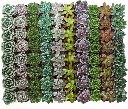 Shop Succulents Rosette Succulent Plant Pack Bulk Collection, Live Mini Succulent Plants, Low Maintenance, Floral Shaped Mix of Colors & Textures - Wedding and Party Favors, Gift & Garden, Pack of 100