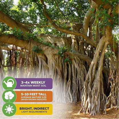 Audrey Fig (Banyan Tree) Live Plant - Ficus benghalensis by Wellspring Gardens - Easy-Care Ornamental Beauty, Perfect Sacred Starter Plant for Your Home & Garden Elegance