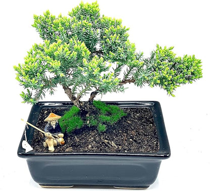 Live Dwarf Juniper Bonsai Tree About 6 Years Old with Cute Ceramic Fisherman | Juniper Bonsai Tree | Indoor/Outdoor | 100% Handcrafted| Home and Office Décor | Best Gift for Holiday
