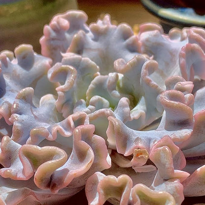 FWPP Echeveria 'Crispate Beauty' Live Succulent 3.5 Inch Potted Plant, Easy Care Indoor Houseplant, Real Succulent Gift for Home or Office Decor