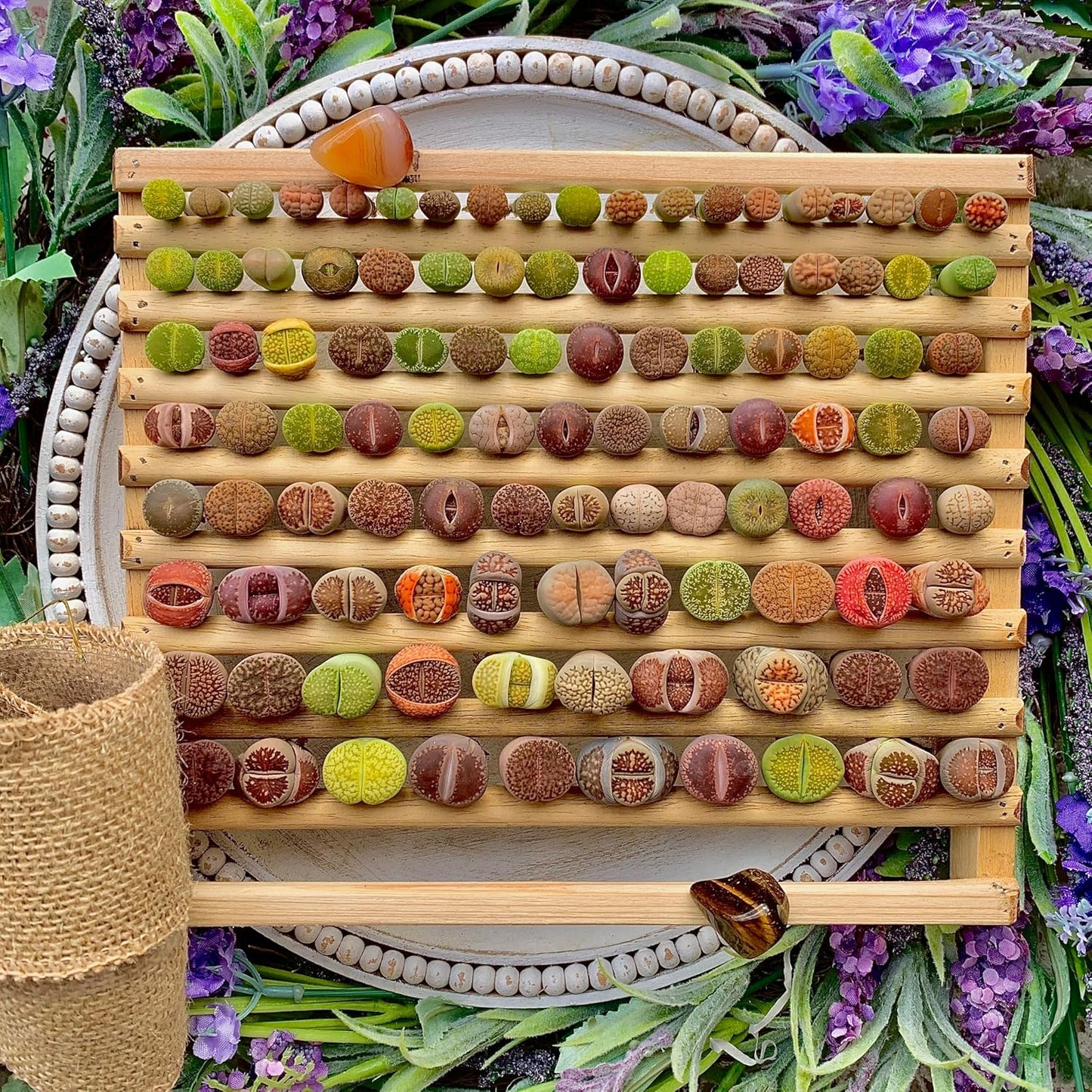 Lithops Succulent Plants Live – 0.6-0.8" 100 Pcs Rare Living Stones Mix, Succulents Bare Root Without Pot & Soil, Easy-Care Indoor Office Desk Decoration, Unique Plant Gifts for Succulent Lovers