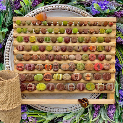 10 Pcs Lithops Succulent Plants Live – 0.6-0.8" Rare Living Stones Mix, Succulents Bare Root Without Pot & Soil, Easy-Care Indoor Office Desk Decoration, Unique Plant Gifts for Succulent Lovers