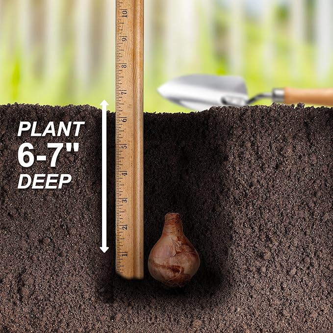 Garden State Bulb Narcissus Poeticus Pheasant's Eye Daffodil Flower Bulbs, 14/16cm, Fall Planting (Bag of 25)