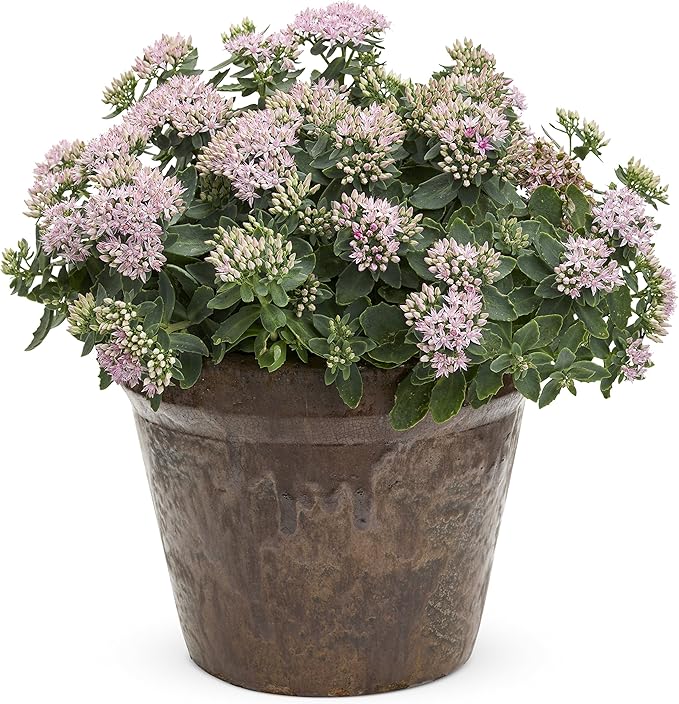 Rock 'N Grow Pure Joy Stonecrop (Sedum) Live Plant, Pink Flowers, 0.65 Gallon