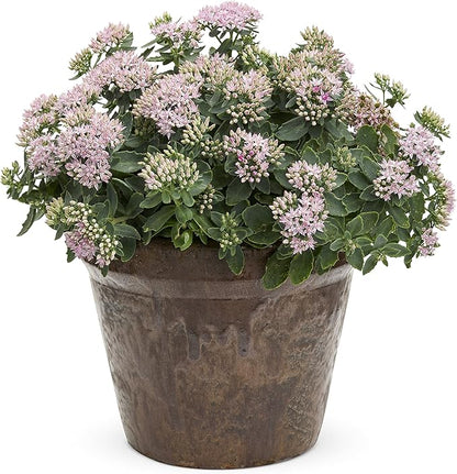Rock 'N Grow Pure Joy Stonecrop (Sedum) Live Plant, Pink Flowers, 0.65 Gallon