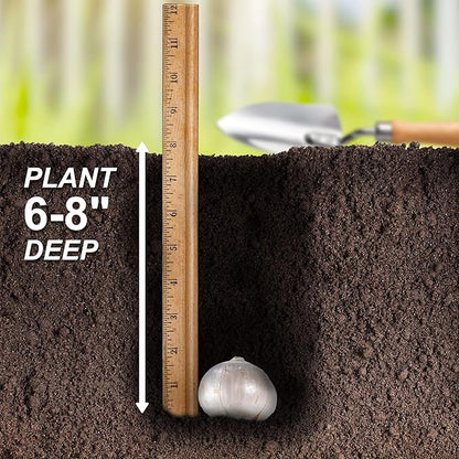 Garden State Bulb Wild About Mixed Allium Flower Bulbs, 10/12cm, Fall Planting (Bag of 25)