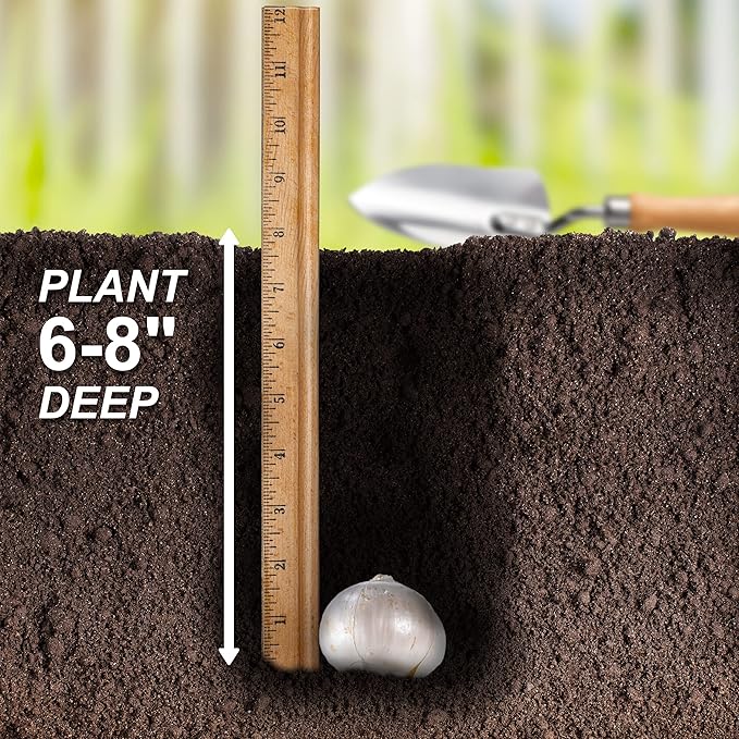 Garden State Bulb Wild About Mixed Allium Flower Bulbs, 10/12cm, Fall Planting (Bag of 50)