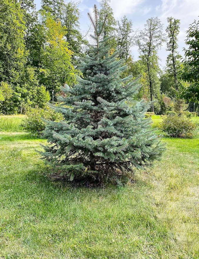 White Spruce Live Tree Seedlings | 6"-12" | Arbor Day Foundation (3-Pack)