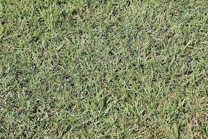 Centipede Grass Seed for a Dense Green Lawn, NO Mulch, 1 lb Coated Seeds, Sun and Moderate Shade Tolerant Lawn Seeding and Turf Patch Repair, Southern Southeast US, Low Fertilizer Low Maintenance