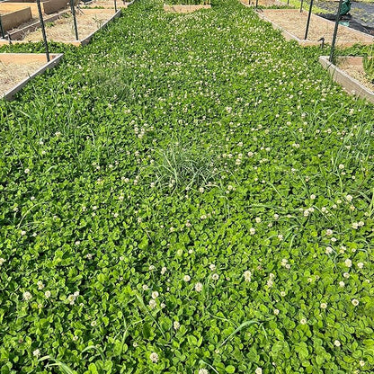 Micro Clover Seed for Lawn - 5 Lb Bulk - ~2 Million Microclover Seeds for Planting - Drought-Tolerant Mini Grass Alternative by Mountain Valley Seed Company
