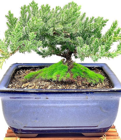 Live Dwarf Juniper Bonsai Tree 7 Year Old with Hand-Made Bamboo Stand | Juniper or Jade Bonsai Tree | Indoor/Outdoor | 100% Handcrafted| Home and Office Décor | Best Gift for Holiday