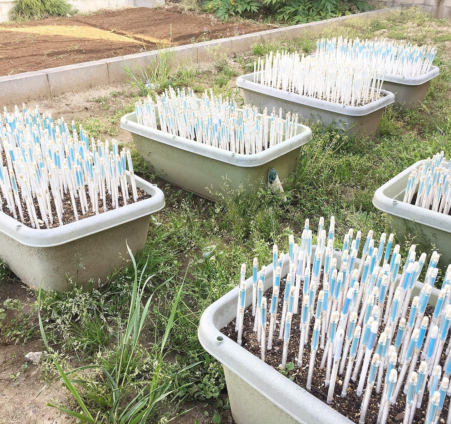 Sustee Medium Refillable Insert Aqua Meter (Green) with Core Installed + 2 Additional Medium Cores - Plant Moisture Sensor For Potted Plants