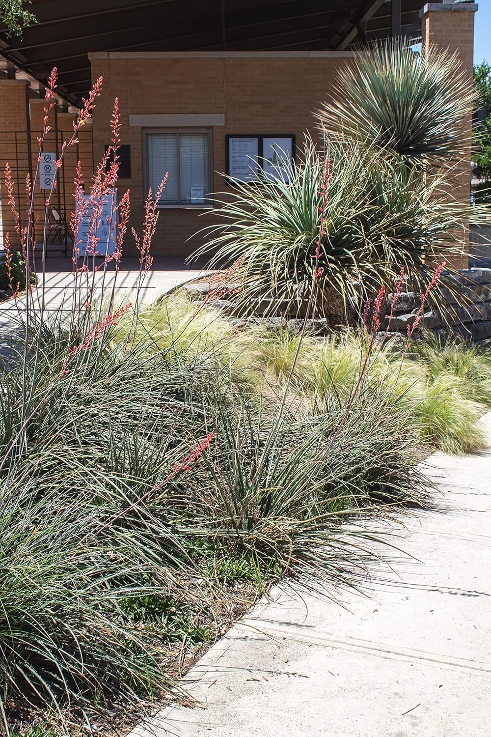 Live Succulents Plants Live Red Yucca Plant, Outdoor Plants Live Yucca Plants, Outdoor Yucca Plants Live Plants, Succulent Plants Live Outdoor Plants, Succulents Live Accent Plant by Plants for Pets