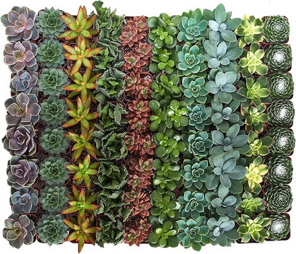 Shop Succulents Assorted Succulent Plant Pack Bulk Collection - Live Mini Succulent Plants, Low Maintenance, Mixture of Colors & Textures - Wedding and Party Favors, Gift & Garden, Pack of 32