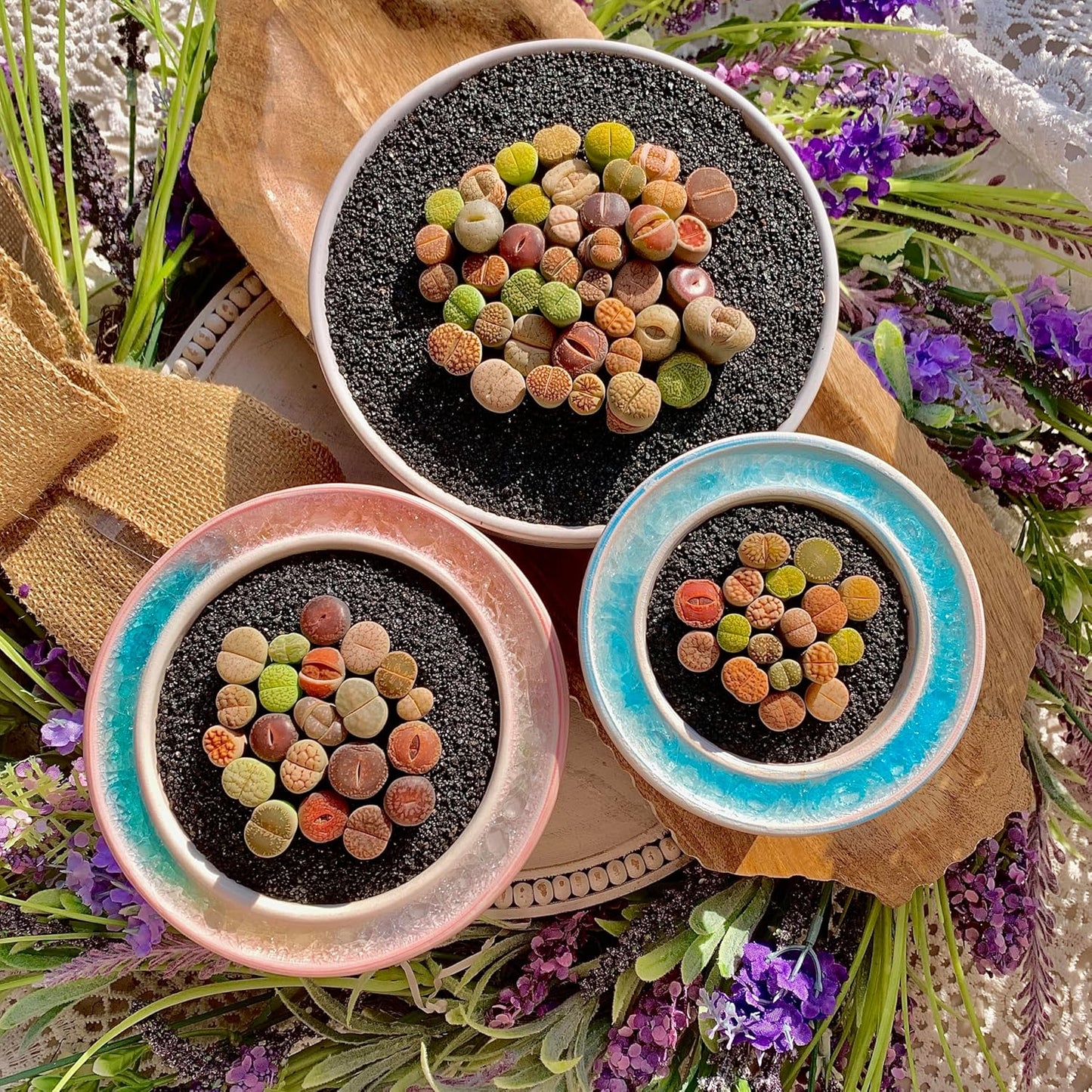 10 Pcs Lithops Succulent Plants Live – 0.6-0.8" Rare Living Stones Mix, Succulents Bare Root Without Pot & Soil, Easy-Care Indoor Office Desk Decoration, Unique Plant Gifts for Succulent Lovers