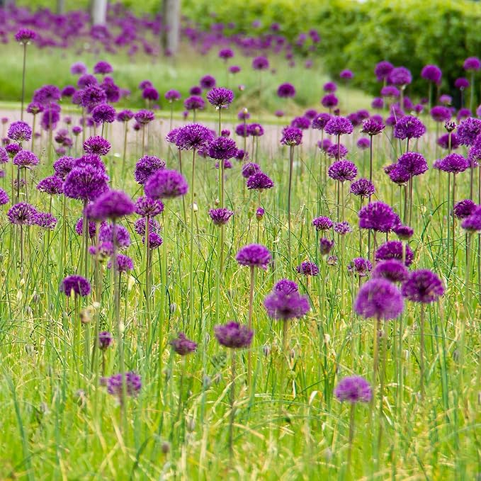 Easy to Grow Allium Purple Sensation 20 Plant Bulbs - Purple Globe Flowers in Spring to Summer, Outdoor Full Sun