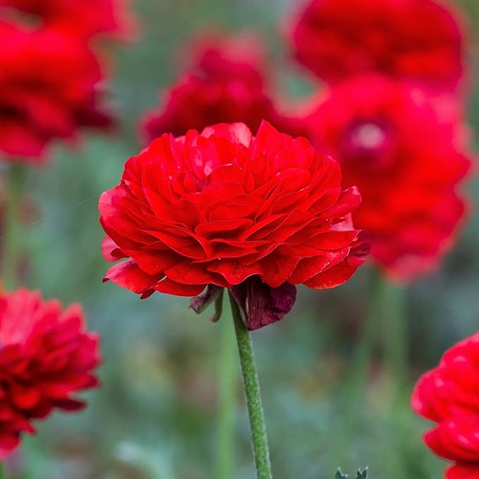 Easy to Grow Ranunculus Tecolote Red 10 Plant Bulbs - Red Flowers in Spring, Full Sun Outdoor Zones 8-10, Mediterranean Carlsbad Flower Fields
