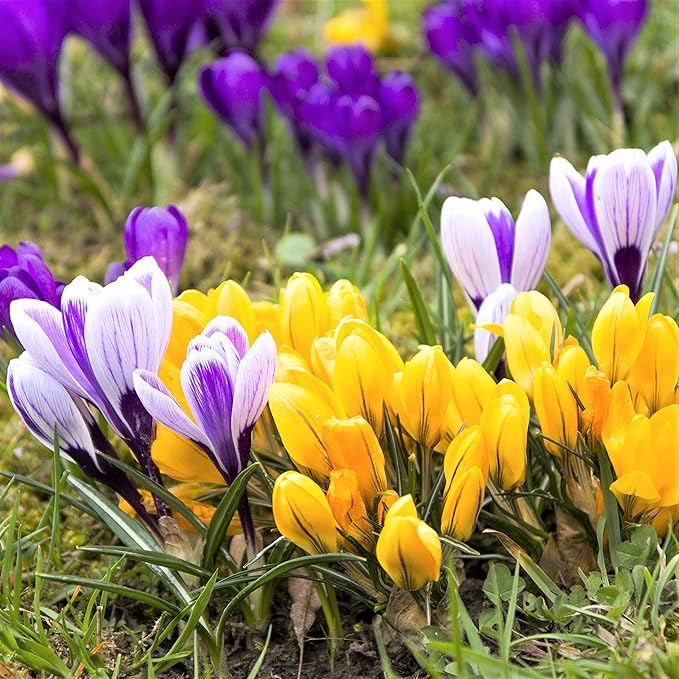 Easy to Grow Crocus Large Flowering Mix 60 Plant Bulbs - Violet, Yellow, & White Flowers in Early Spring, Full Sun Outdoor Zones 3-8