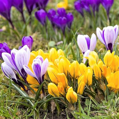 Easy to Grow Crocus Large Flowering Mix 60 Plant Bulbs - Violet, Yellow, & White Flowers in Early Spring, Full Sun Outdoor Zones 3-8