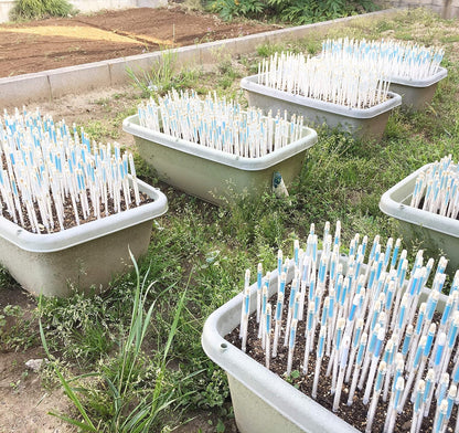 Sustee Aquameter, White, Medium, Set of 2 - Soil Moisture Meter for Potted Plants - Plant Water Sensor (Refillable Style)