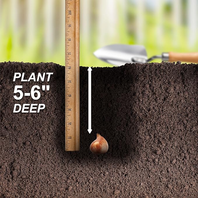 Garden State Bulb Single Late Snow White Tulip Flower Bulbs, 12/+ cm, Fall Planting (Bag of 100)