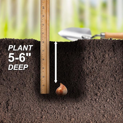 Garden State Bulb Single Late Snow White Tulip Flower Bulbs, 12/+ cm, Fall Planting (Bag of 100)