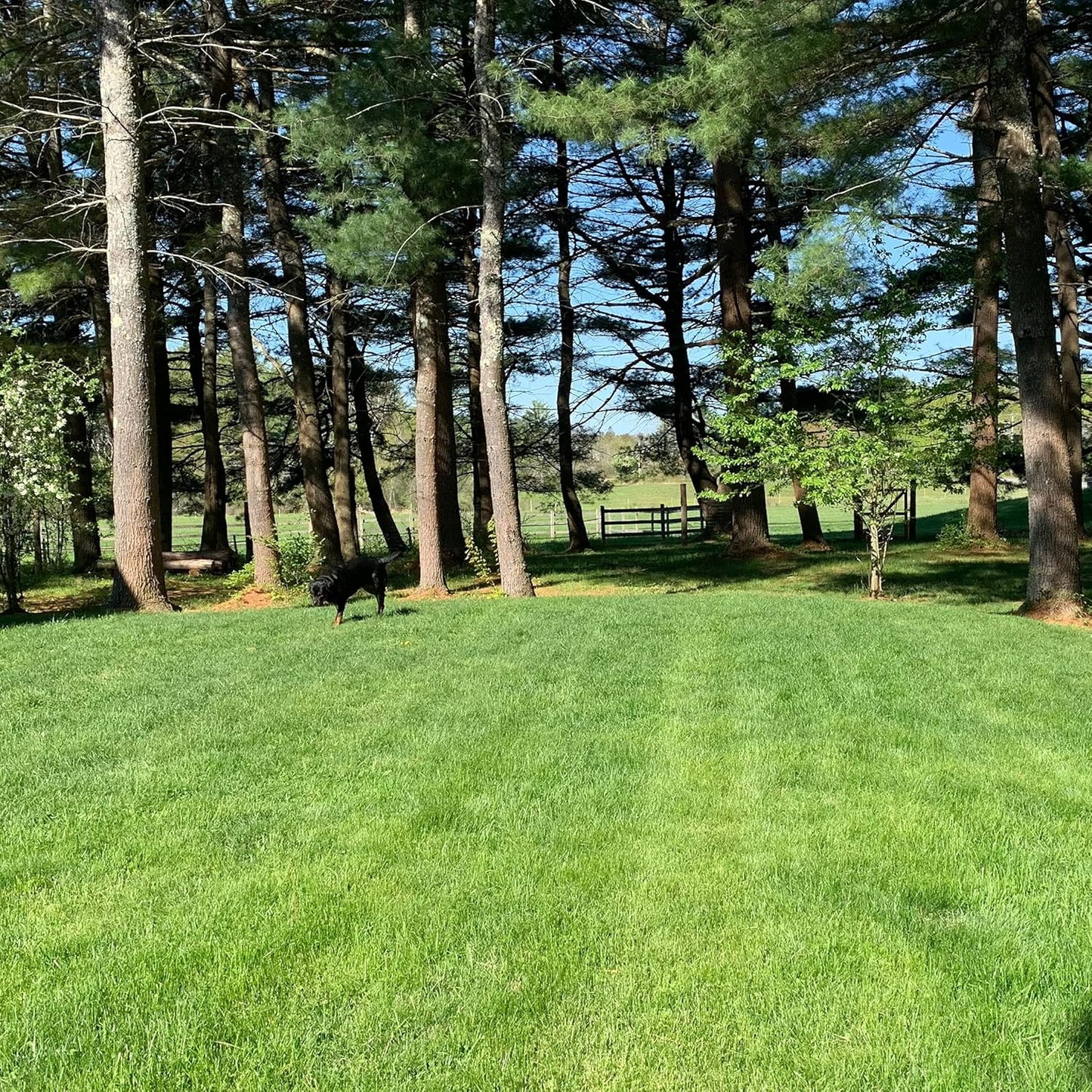 Purely Organic Products Lawn Food 10-0-2, 25 LB Bag (Covers 5,000 Square Feet)