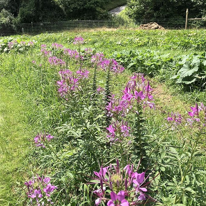 Spider Flower Seeds (Cleome hassleriana) 1000 Seeds (2 Grams)