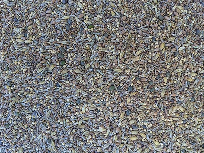 Premium Chicken Poultry Pasture Forage and Fodder Seeds (1-lb. Bag) - [33% Each: Clovers, Supplemental, Grains]